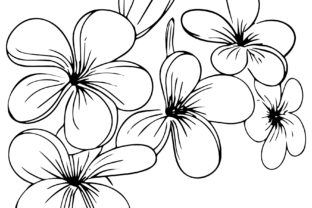 Frangipani Flowers Graphic Design Asset Review