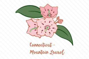 State Flower Connecticut Mountain Laurel for Crafts and State Flowers