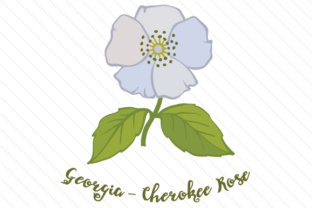 State Flower Georgia Cherokee Rose