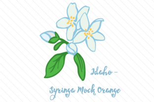 State Flower Idaho Syringa Mock Orange for Crafts and State Flowers