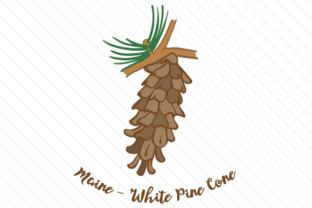 State Flower Maine White Pine Cone for Crafts & State Flowers