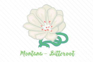 State Flower Montana Bitterroot