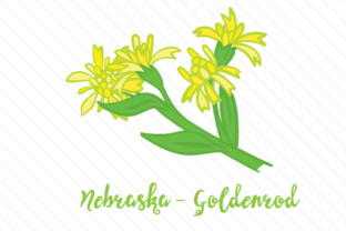 State Flower Nebraska Goldenrod for Crafts and State Flowers